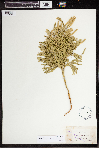 Dendrolycopodium dendroideum image