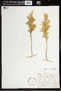 Dendrolycopodium dendroideum image