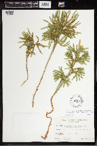 Dendrolycopodium dendroideum image