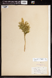 Dendrolycopodium dendroideum image