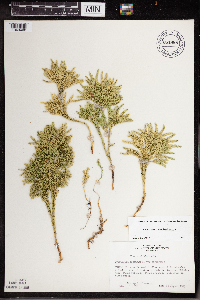 Dendrolycopodium dendroideum image