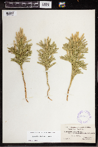 Dendrolycopodium dendroideum image