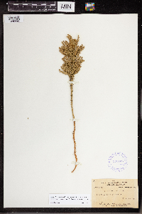 Dendrolycopodium dendroideum image