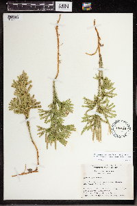 Dendrolycopodium dendroideum image