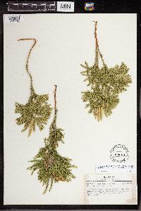 Dendrolycopodium dendroideum image