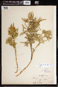 Dendrolycopodium dendroideum image