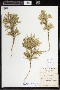 Dendrolycopodium dendroideum image