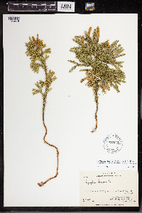 Dendrolycopodium dendroideum image