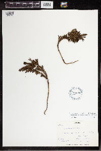Dendrolycopodium dendroideum image