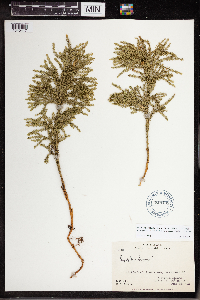 Dendrolycopodium dendroideum image
