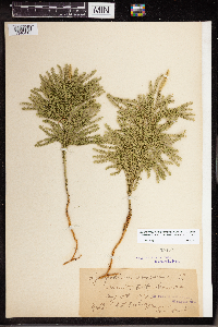 Dendrolycopodium dendroideum image