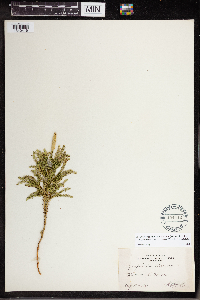 Dendrolycopodium dendroideum image