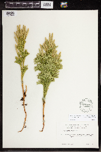 Dendrolycopodium dendroideum image