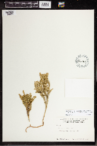 Dendrolycopodium dendroideum image