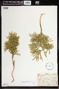 Dendrolycopodium dendroideum image