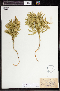 Dendrolycopodium dendroideum image