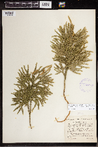 Dendrolycopodium dendroideum image