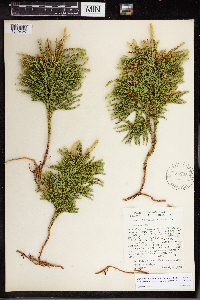 Dendrolycopodium dendroideum image