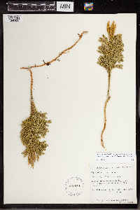 Dendrolycopodium dendroideum image