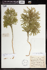 Dendrolycopodium hickeyi image