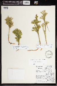 Dendrolycopodium hickeyi image