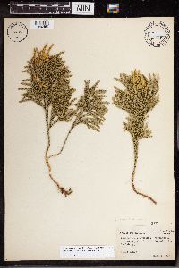 Dendrolycopodium hickeyi image