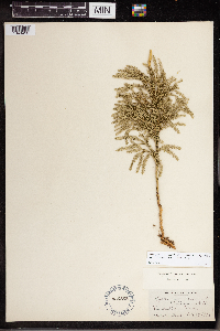 Dendrolycopodium hickeyi image