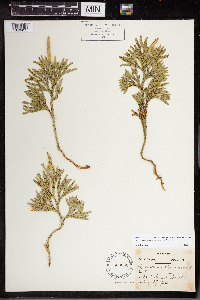 Dendrolycopodium hickeyi image