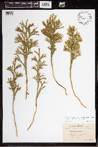 Dendrolycopodium hickeyi image