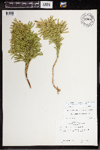Dendrolycopodium hickeyi image