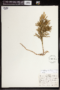 Dendrolycopodium hickeyi image
