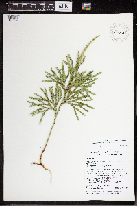 Dendrolycopodium hickeyi image