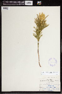 Dendrolycopodium hickeyi image