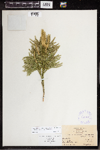 Dendrolycopodium hickeyi image