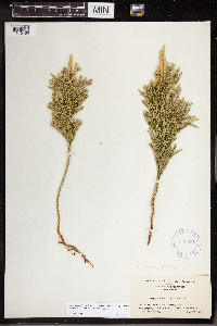 Dendrolycopodium hickeyi image