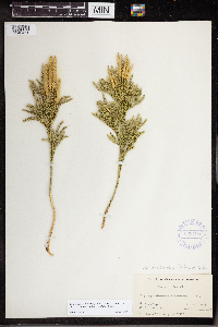 Dendrolycopodium hickeyi image