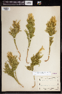 Dendrolycopodium hickeyi image