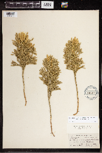 Dendrolycopodium hickeyi image