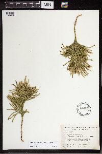 Dendrolycopodium hickeyi image