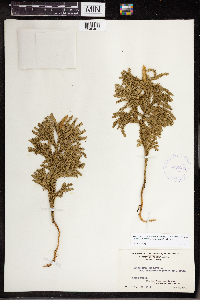 Dendrolycopodium hickeyi image