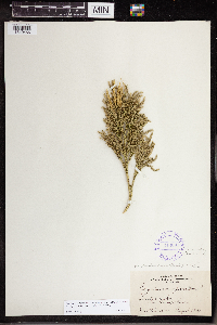 Dendrolycopodium hickeyi image