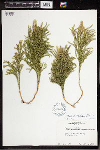 Dendrolycopodium hickeyi image