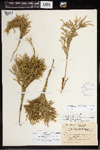 Dendrolycopodium hickeyi image