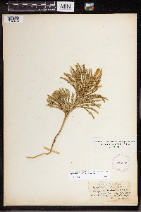 Dendrolycopodium hickeyi image