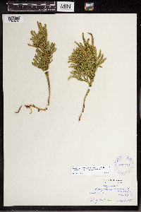 Dendrolycopodium hickeyi image