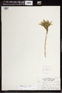 Dendrolycopodium hickeyi image