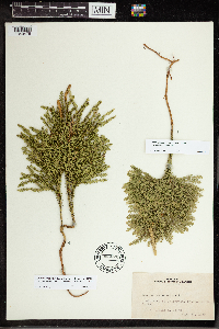 Dendrolycopodium obscurum image