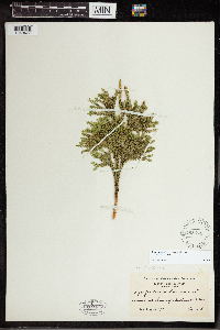 Dendrolycopodium obscurum image