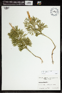 Dendrolycopodium obscurum image