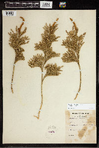 Dendrolycopodium obscurum image